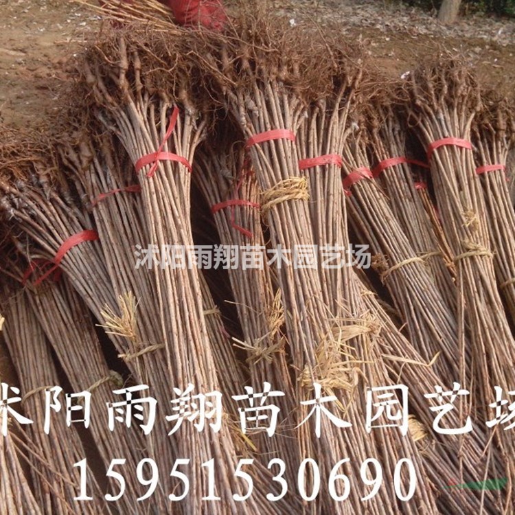 櫻花小苗價(jià)格沭陽櫻花小苗價(jià)格報(bào)價(jià)