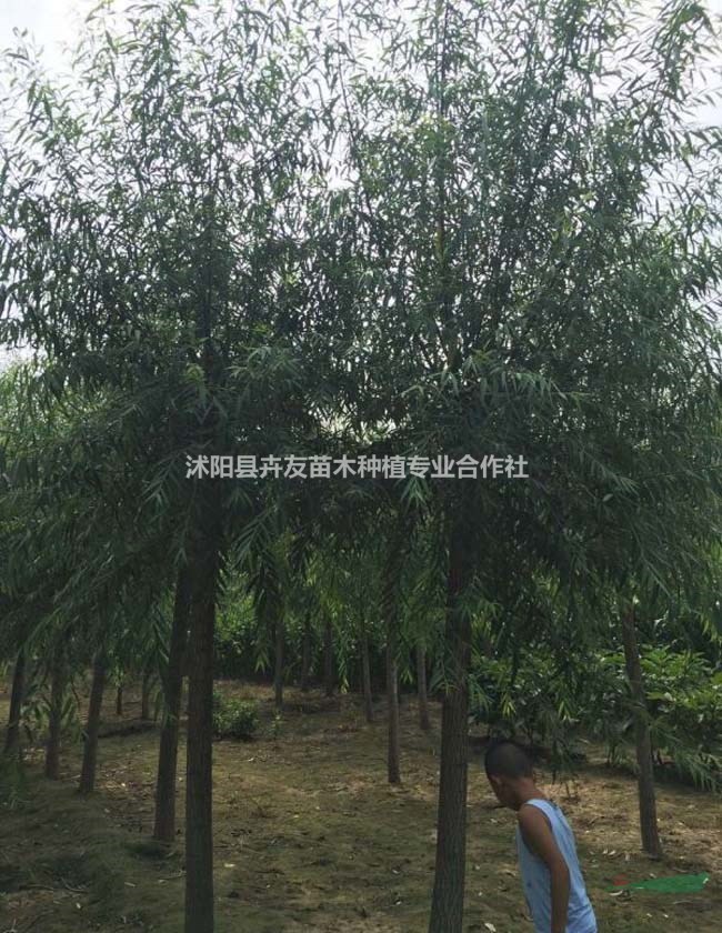 旱柳 旱柳小苗 大喬木植物 小區(qū)綠化