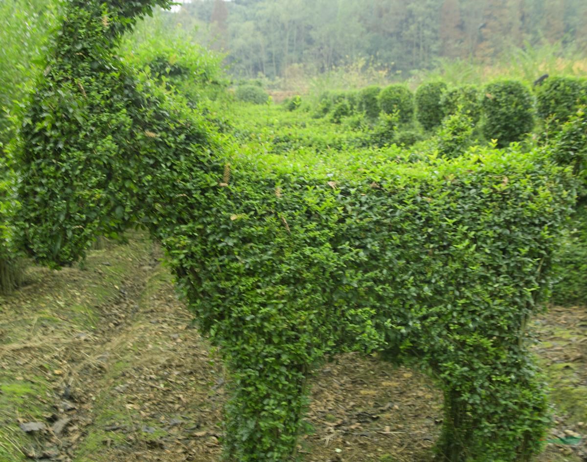 植物造型基地供應(yīng)小葉女貞造型，植物十二生肖造型價(jià)格