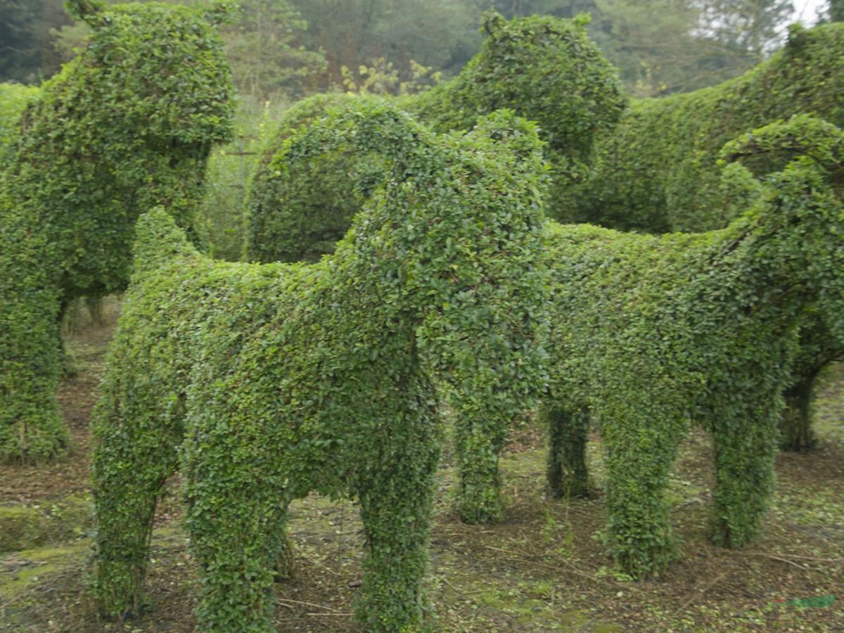 植物造型基地供應(yīng)小葉女貞造型，植物十二生肖造型價(jià)格
