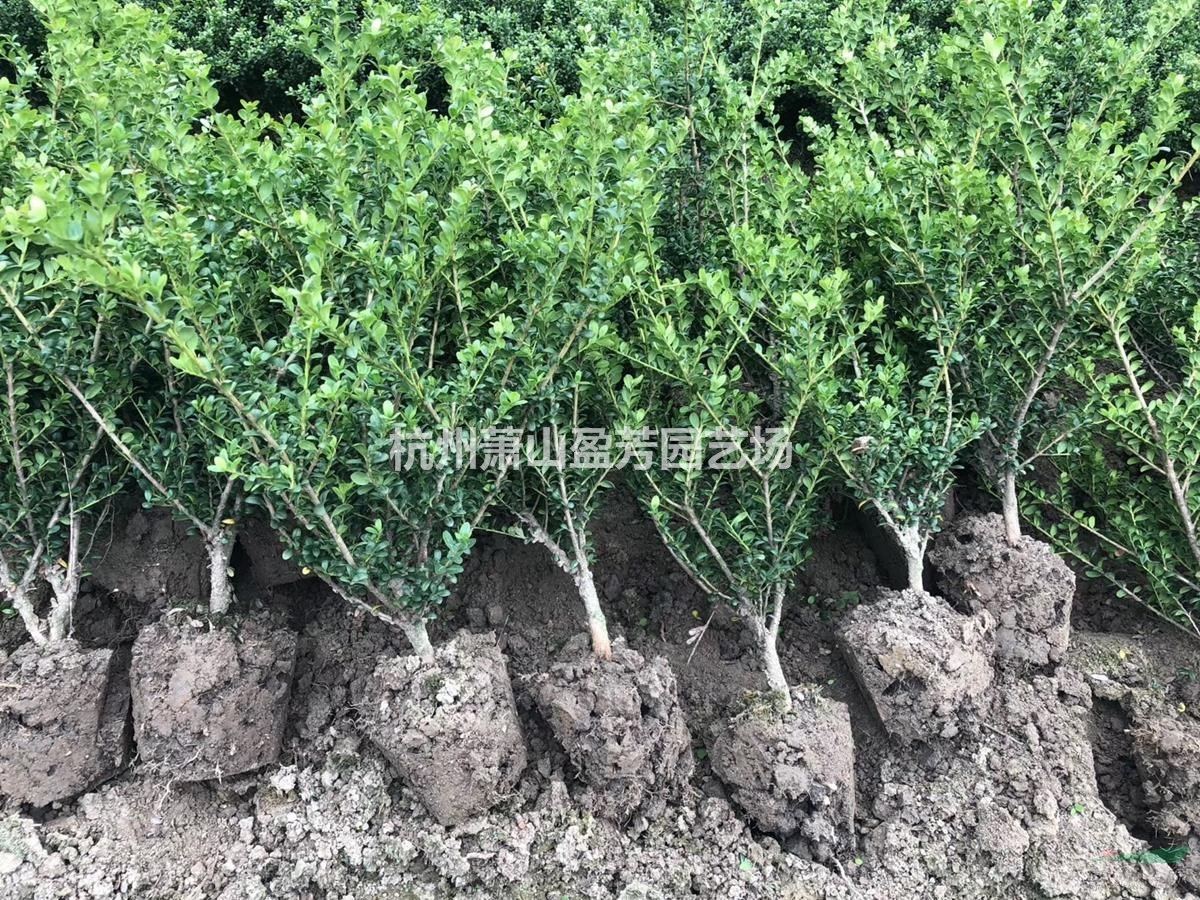 龜甲冬青小毛球