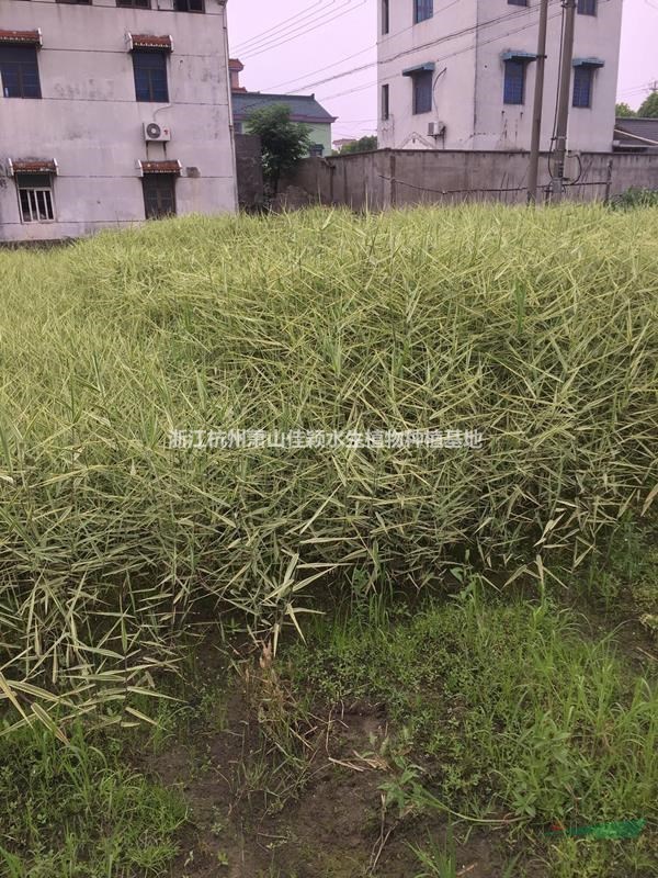金葉蘆葦 花葉蘆葦基地自產(chǎn)自銷