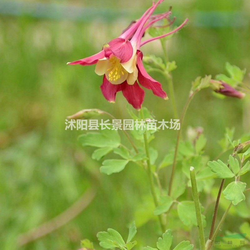 小花耬斗菜種子批發(fā)價格？