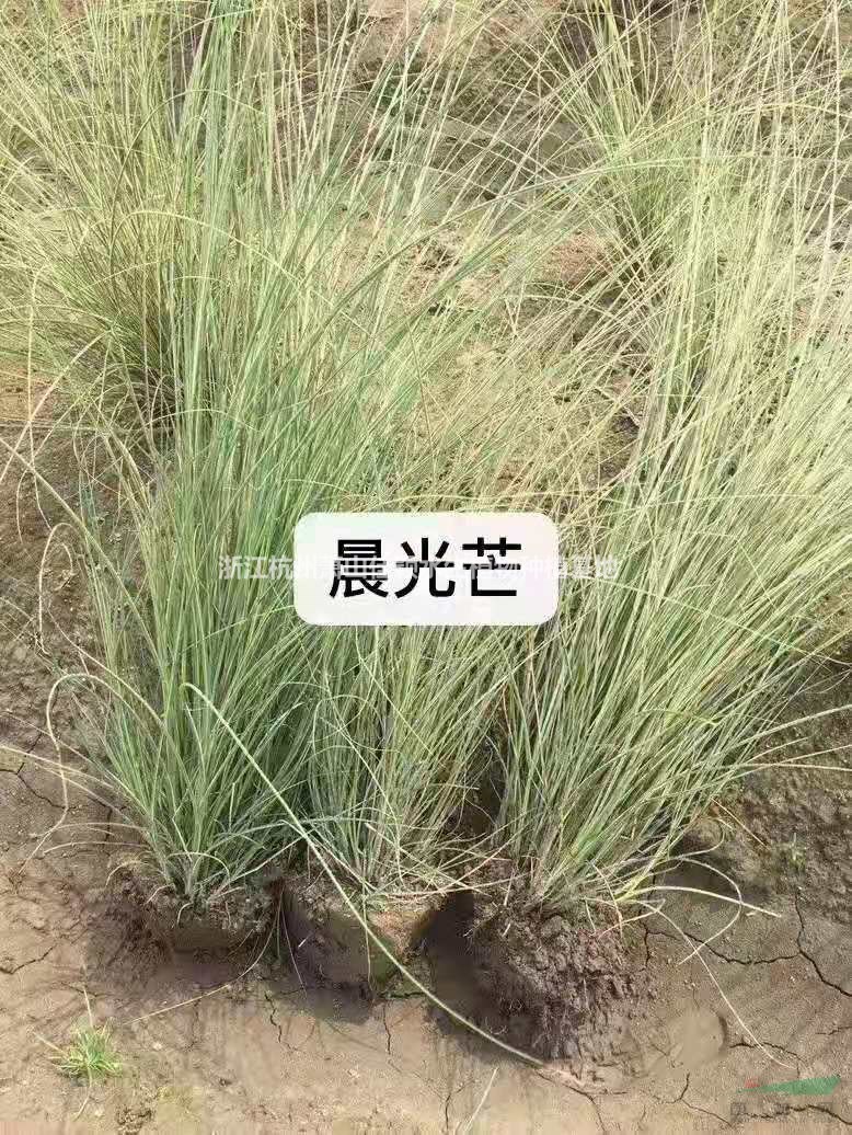 晨光芒晨光芒批發(fā)浙江晨光芒觀賞草晨光芒佳穎園藝自產(chǎn)自銷