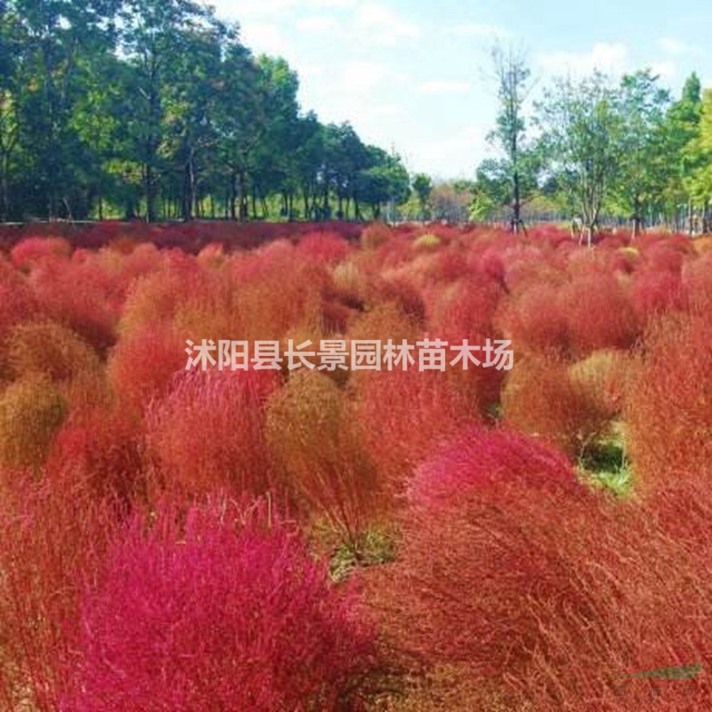 哪里有賣(mài)紅葉地膚種子
