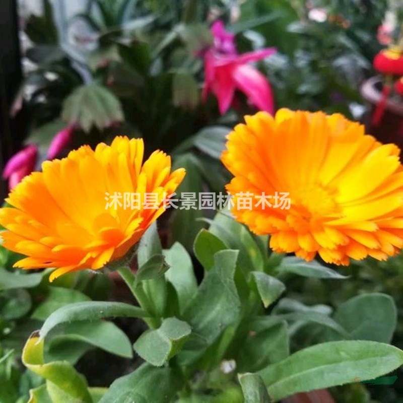 金盞菊種子批發(fā)價格？