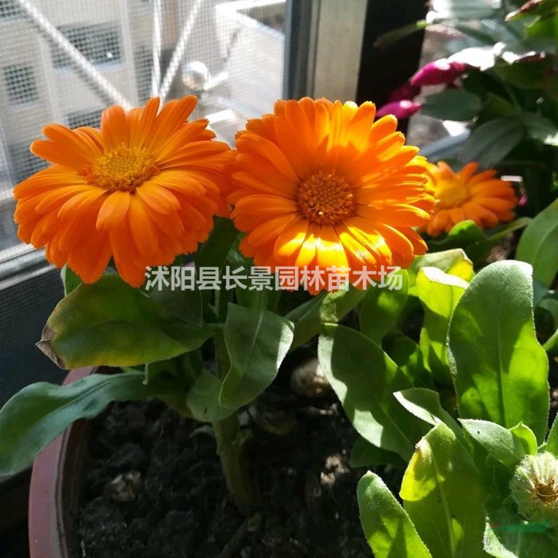 金盞菊種子批發(fā)價格？