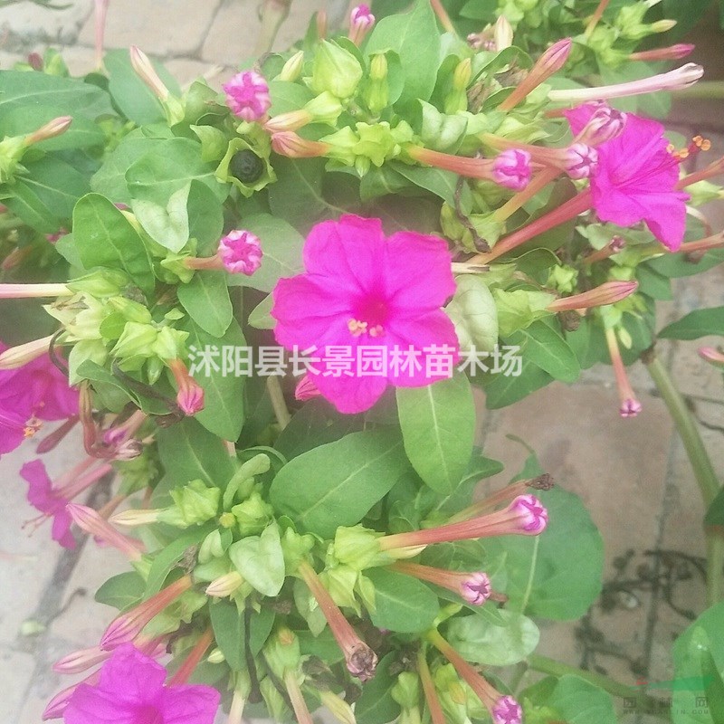 紫茉莉種子多少錢一斤？