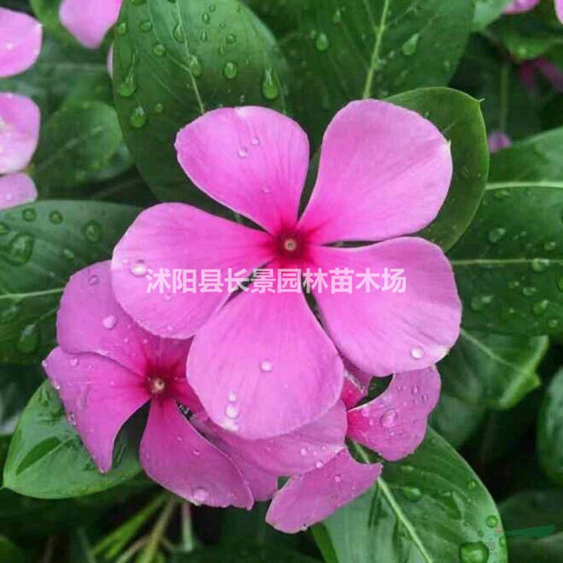 紫茉莉種子批發(fā)價(jià)格？