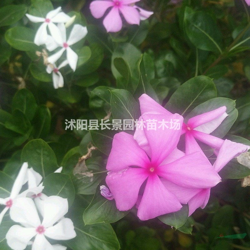 紫茉莉種子批發(fā)價(jià)格？