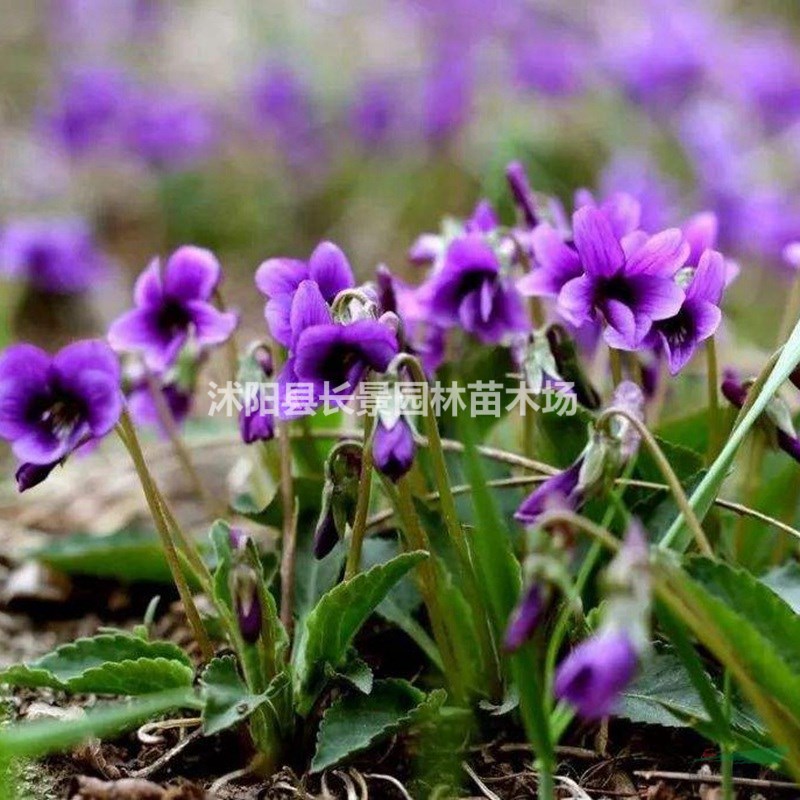 哪里有賣紫花地丁種子?