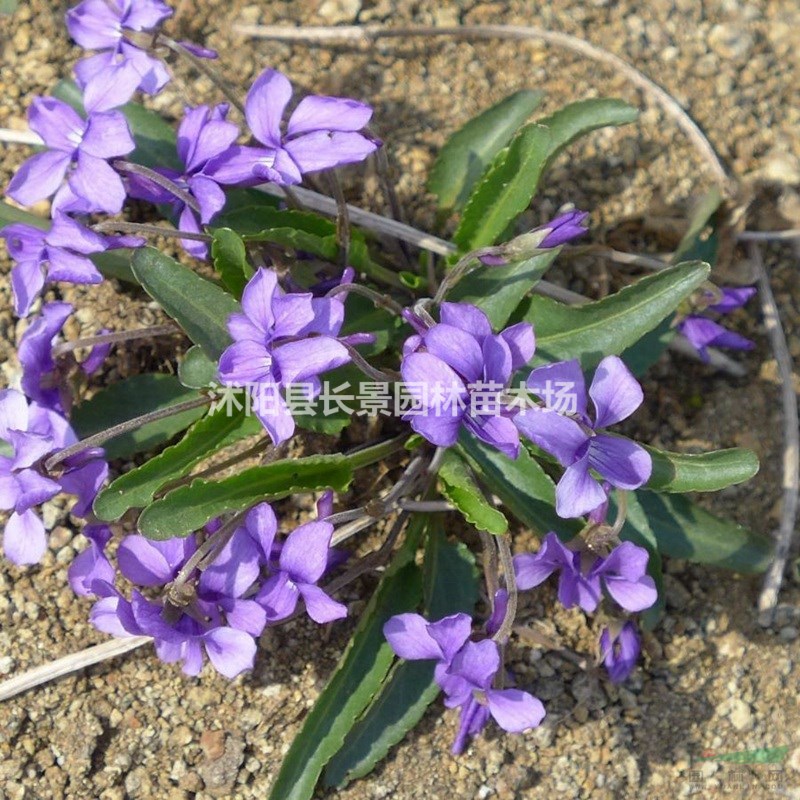 哪里有賣紫花地丁種子?