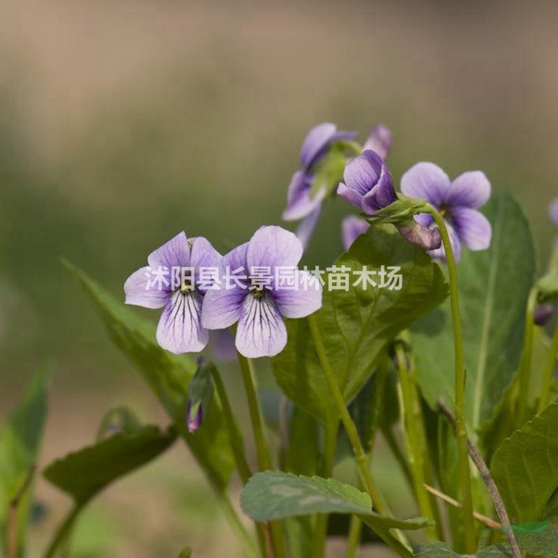 哪里有紫花地丁種子賣(mài)？