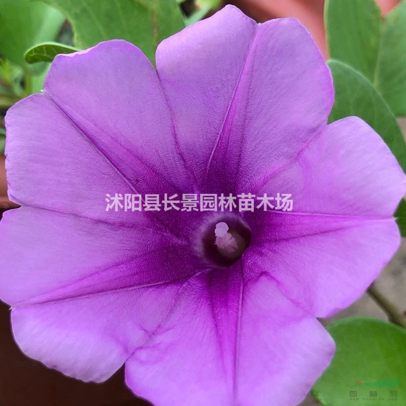 牽?；ǚN子什么價格？