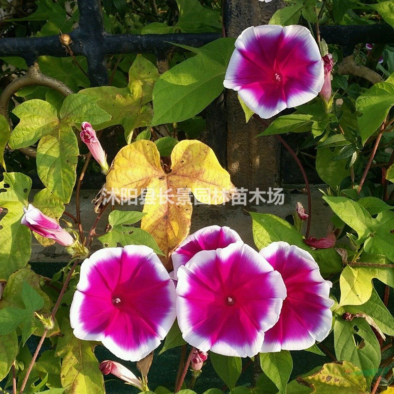 牽?；ǚN子什么價格？