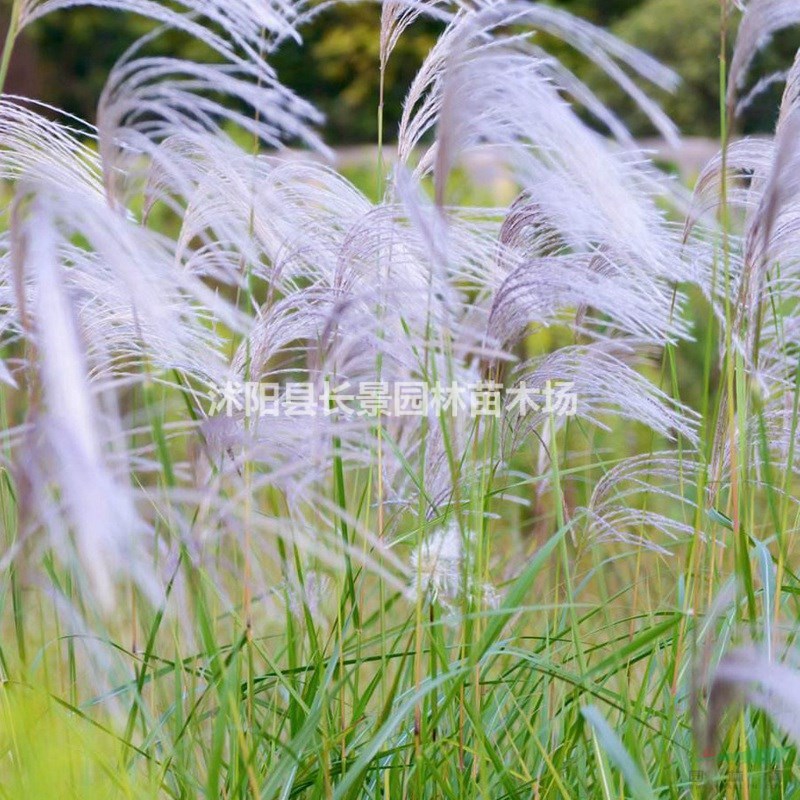 野芒草種子多少錢一斤，野芒草種子批發(fā)價(jià)格