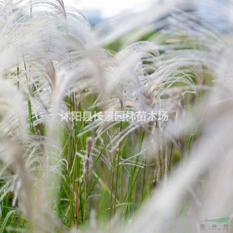 野芒草種子批發(fā)價(jià)格？