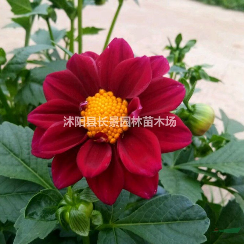 小麗花種子批發(fā)價格？