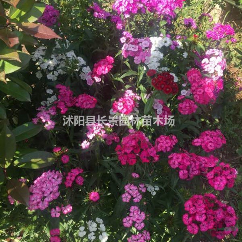美國(guó)石竹種子價(jià)格,美國(guó)石竹種子哪里有賣？