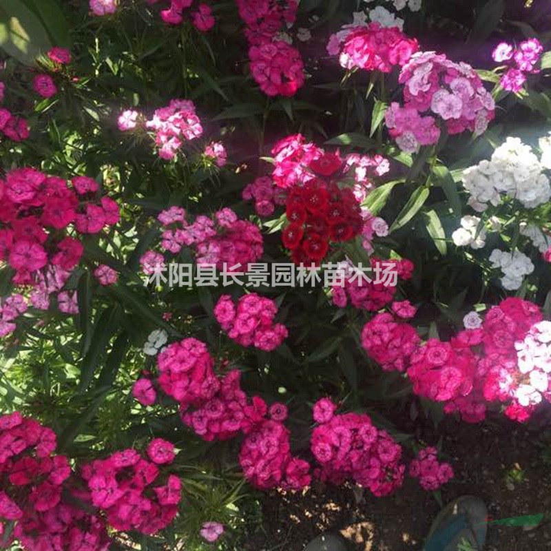 美國(guó)石竹種子價(jià)格,美國(guó)石竹種子哪里有賣？