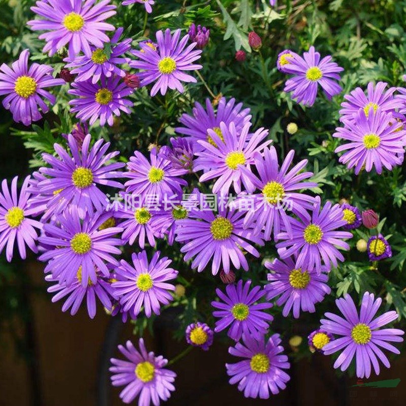 茼蒿菊種子批發(fā)價格？
