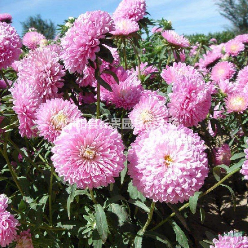 茼蒿菊種子批發(fā)價格？