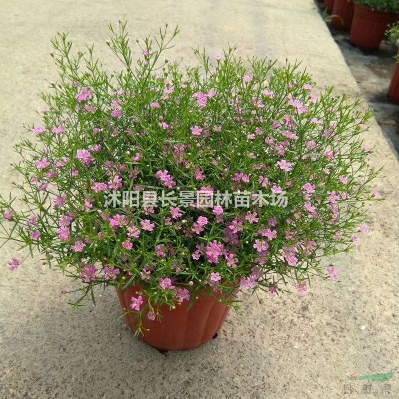 霞草種子批發(fā)什么價(jià)格？