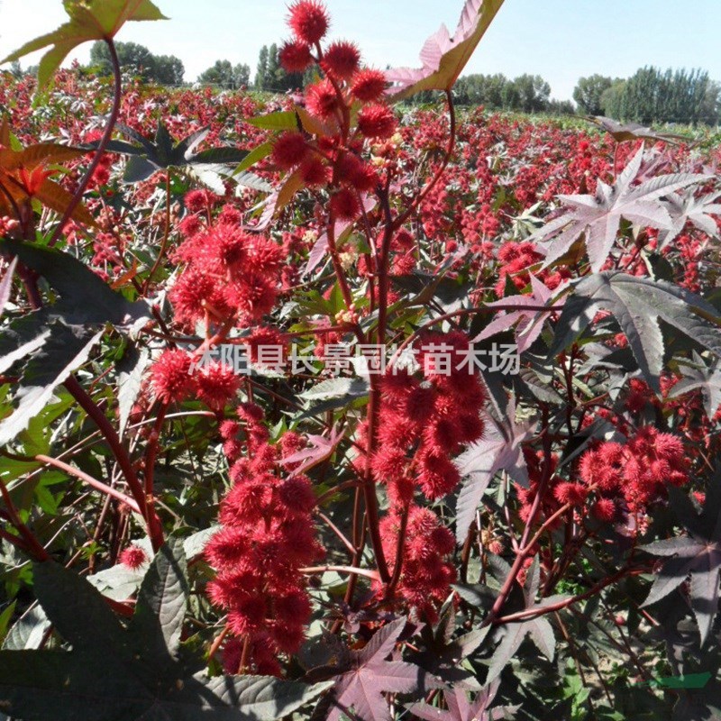 紅色蓖麻種子哪里有賣？