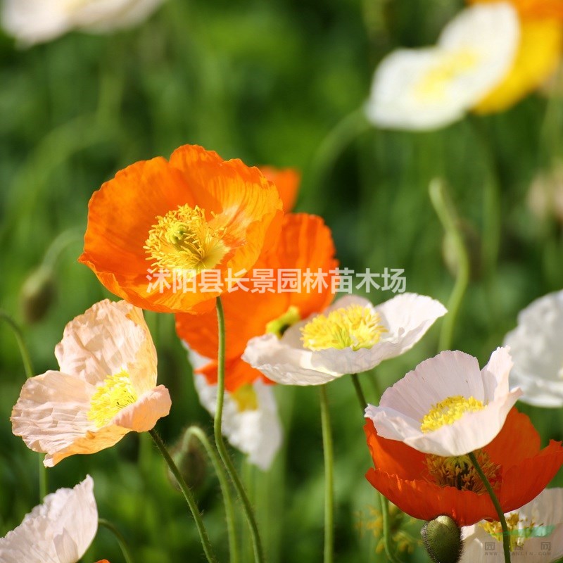 花環(huán)菊種子批發(fā)價格?