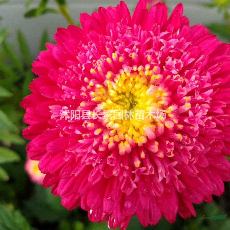 哪里有批發(fā)翠菊種子？