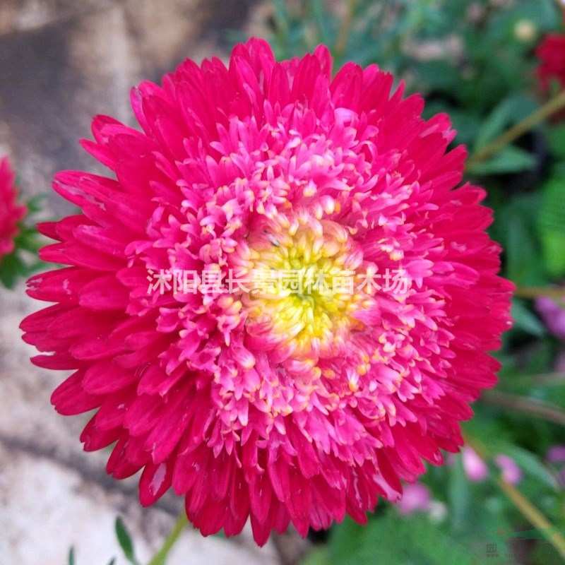 哪里有批發(fā)翠菊種子？