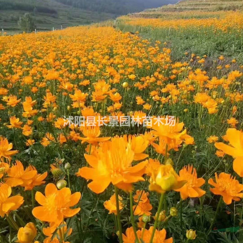 哪里有批發(fā)硫華菊種子的？