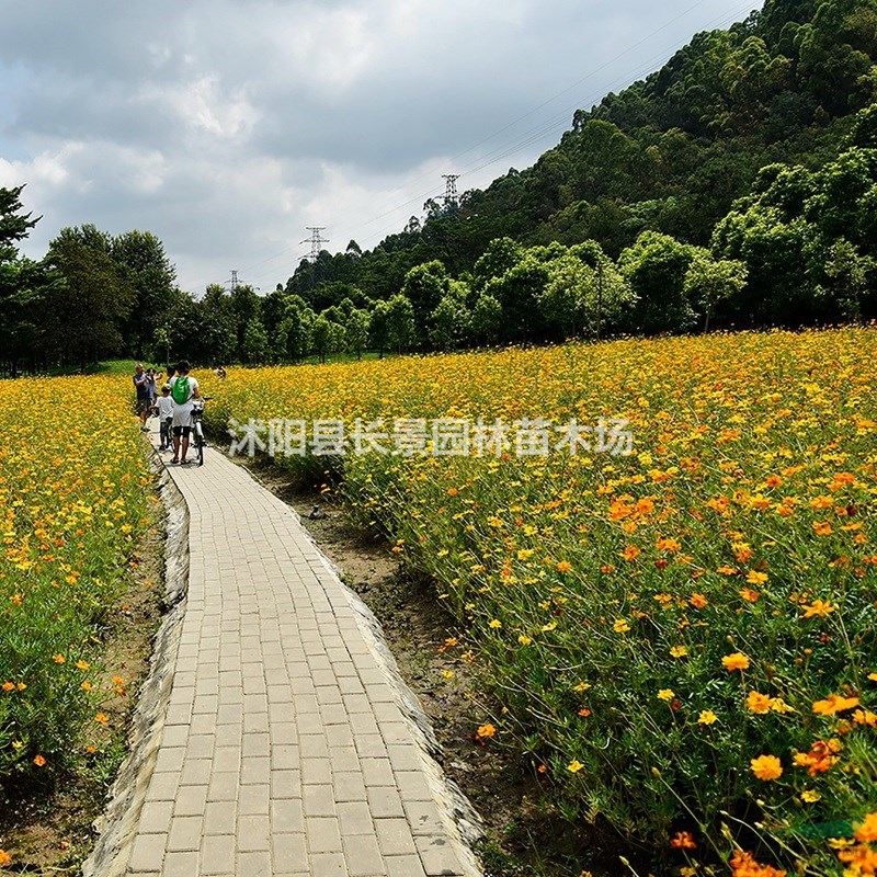 哪里有批發(fā)硫華菊種子的？