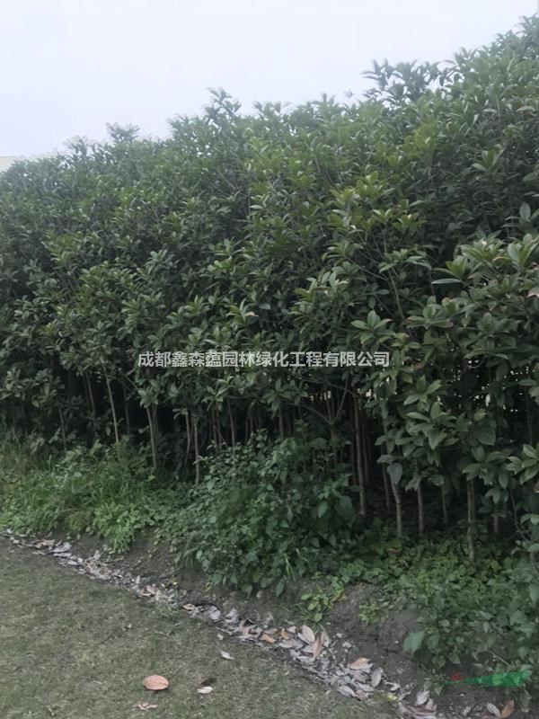 成都批發(fā)桂花基地 丹桂基地 雄黃桂工程苗