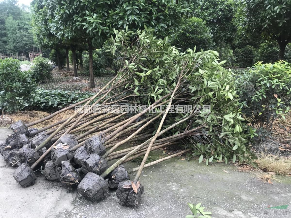 成都批發(fā)桂花基地 丹桂基地 雄黃桂工程苗