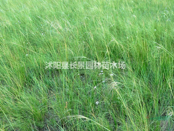 堿茅草種子多少錢一斤
