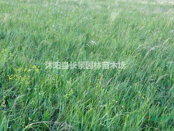 堿茅草種子多少錢一斤
