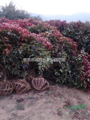 紅葉石楠直銷報價，高度1米冠幅1.2米紅葉石楠球精品米價格