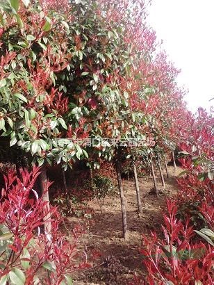 紅葉石楠直銷報價，高度1米冠幅1.2米紅葉石楠球精品米價格