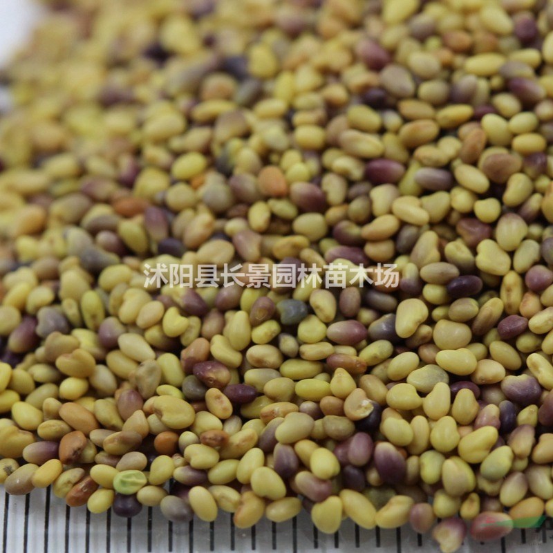 批發(fā)紅三葉種子,哪里有賣?