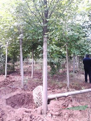 白玉蘭苗圃自產(chǎn)自銷報價，白玉蘭批發(fā)