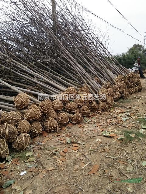 白玉蘭苗圃自產(chǎn)自銷報價，白玉蘭批發(fā)