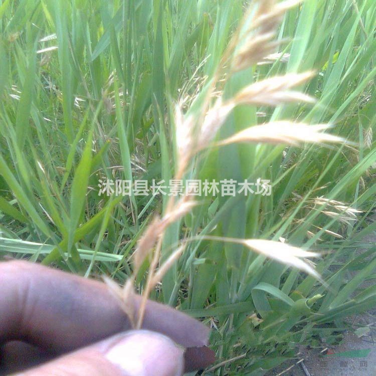 冰草種子批發(fā)多少錢(qián)一斤？