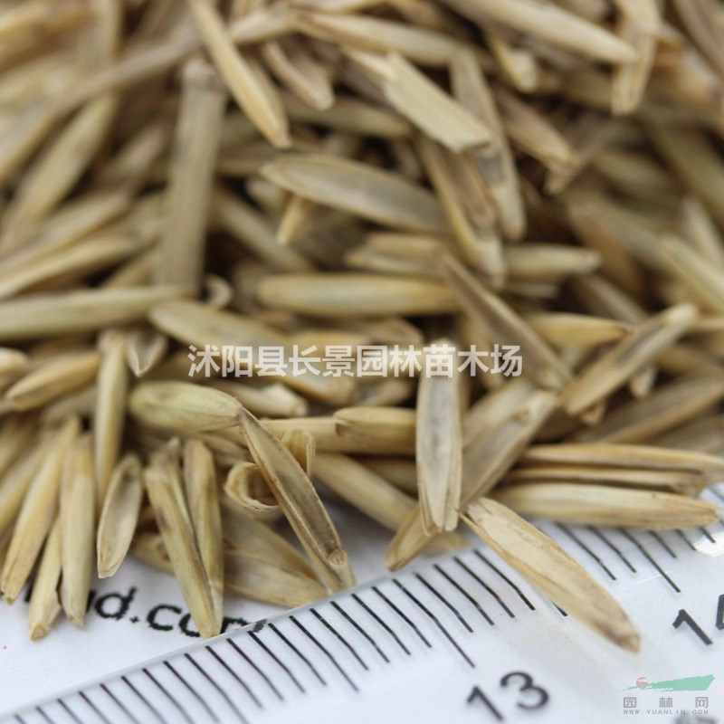 冰草種子批發(fā)多少錢(qián)一斤？