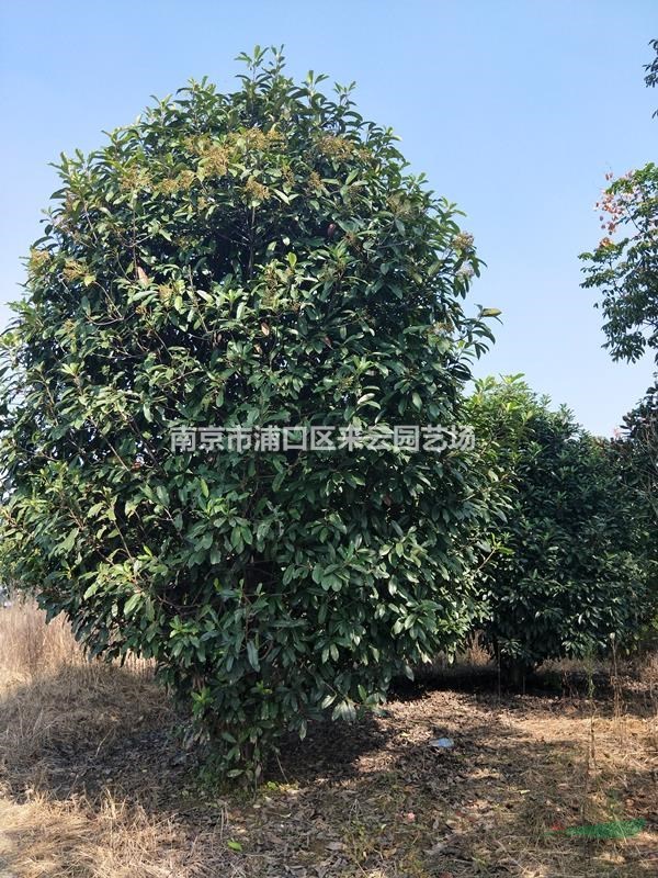 中華石楠直銷，2米至3米冠幅中華石楠產地報價信息