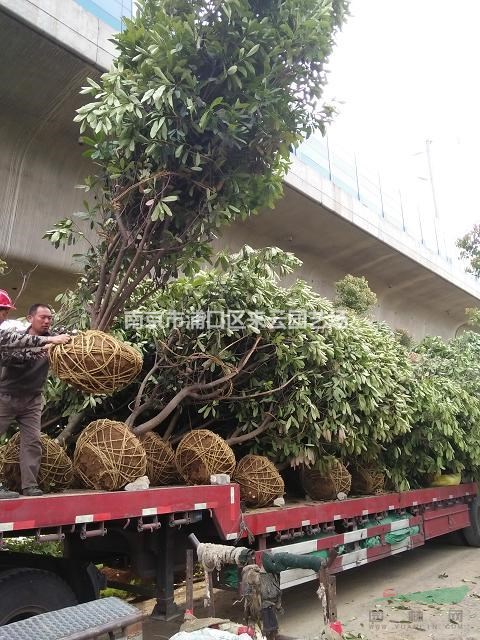 中華石楠直銷，2米至3米冠幅中華石楠產地報價信息
