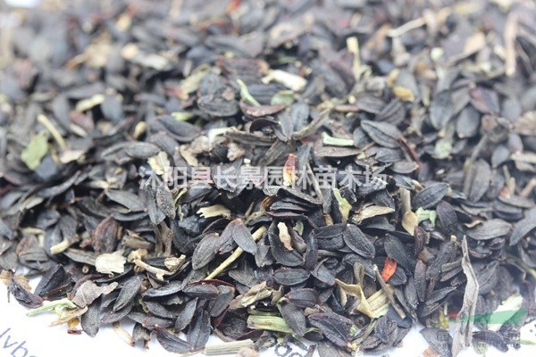 苦荬菜種子哪里有賣(mài)？