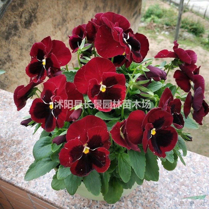 三色堇種子批發(fā)多少錢一斤？