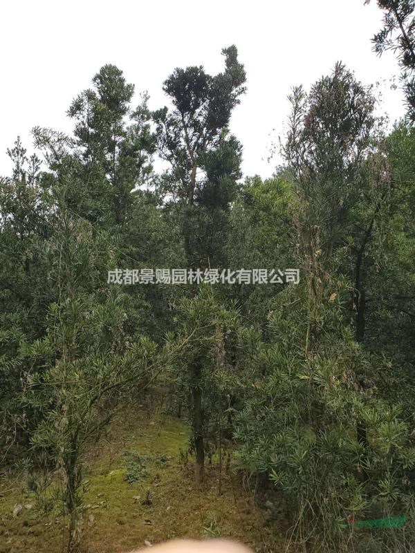 出售羅漢松樹苗 出售羅漢松綠化苗  羅漢松還未造型的樹出售