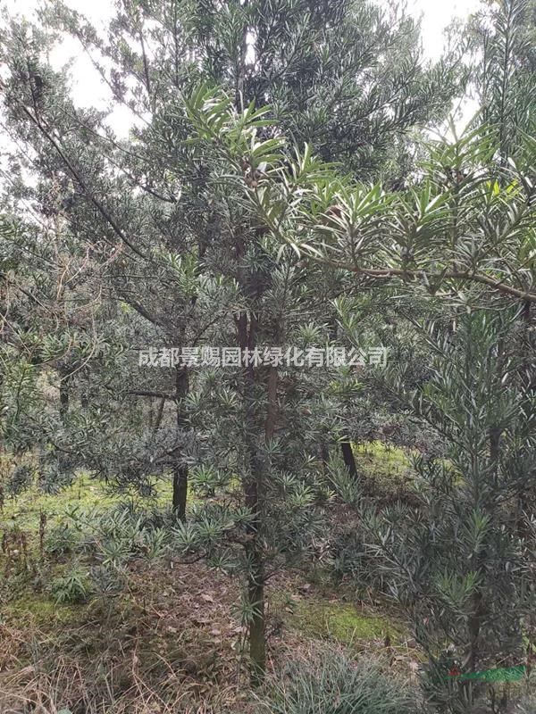 出售羅漢松樹苗 出售羅漢松綠化苗  羅漢松還未造型的樹出售